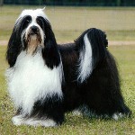 Kutya fajok: tibeti terrier Kutya fajok: tibeti terrier