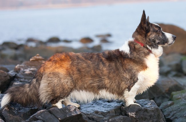 Kutya fajták: walesi corgi kardigán