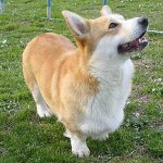 Kutya fajok: walesi corgi pembroke
