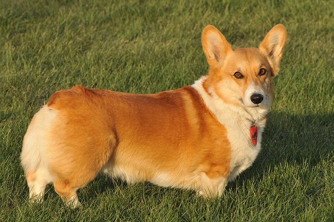 Kutya fajok: walesi corgi pembroke