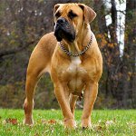 Kutya fajok: Dél-afrikai Boerboel Kutya fajok: Dél-afrikai Boerboel