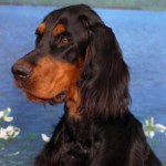 Skót szetter (Gordon Setter)