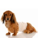 Kutya a műtét után: gondozási szabályok