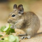 Degus tartalma