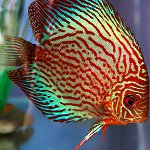 A discus tartalma