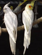 A Corella papagájok tartalma