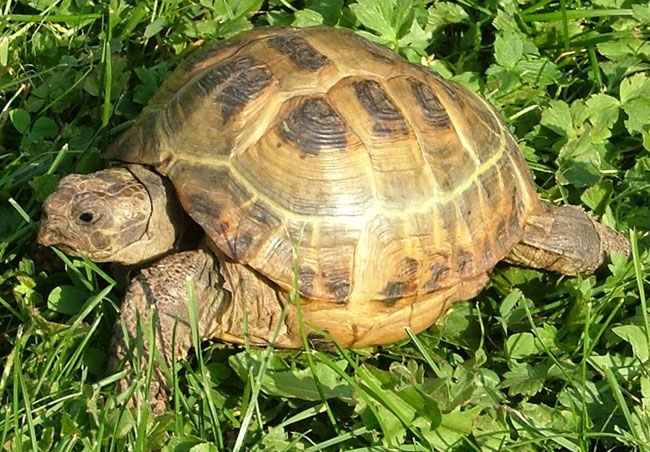 Land teknős