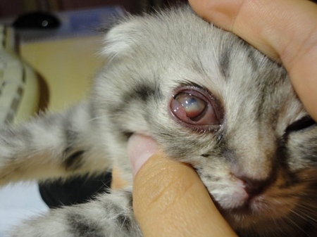 A macska harmadik szemhéja: okai, tünetei és otthoni kezelés