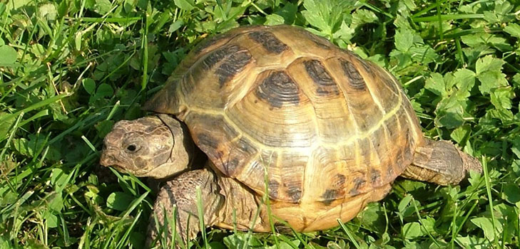 A teknősök típusai: mit kell emlékezni, mielőtt elkezdené?