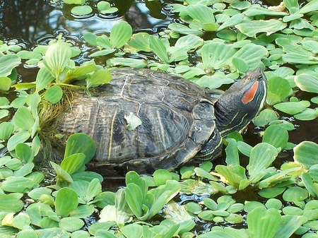 A teknősök típusai: mit kell emlékezni, mielőtt elkezdené?