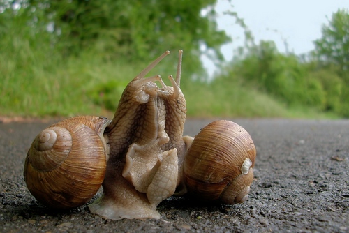Szőlőcsiga otthon: alapellátási ajánlások