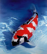 Japán ponty koi