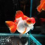 Goldfish teleszkóp Goldfish teleszkóp