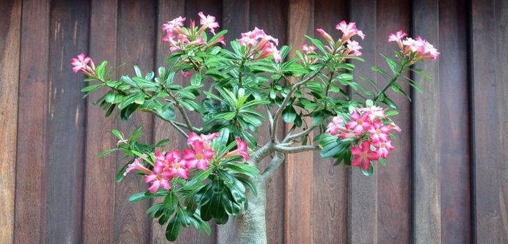 Az adenium gondozása