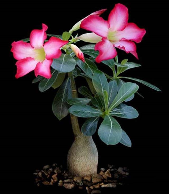 Az adenium gondozása