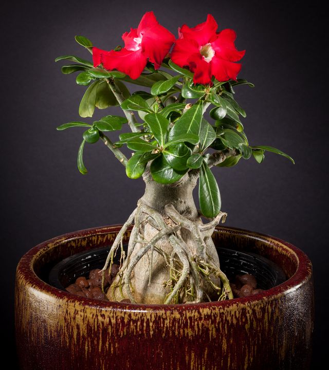 Az adenium gondozása