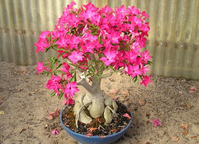 Az adenium gondozása