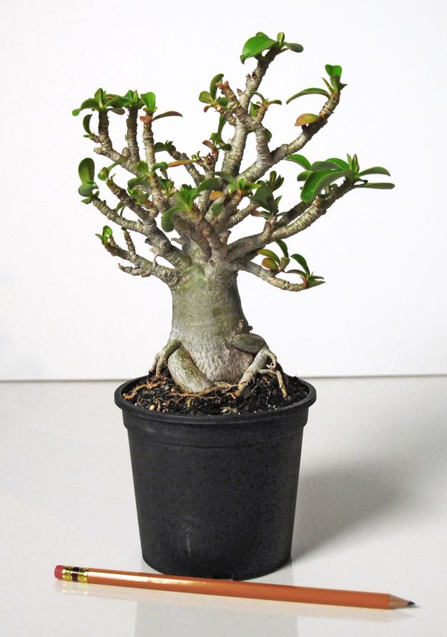 Az adenium gondozása