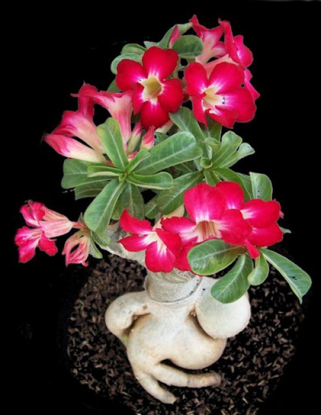 Az adenium gondozása