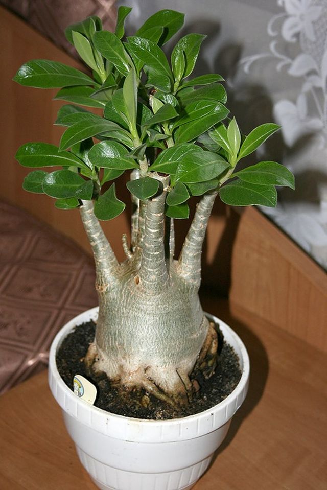 Az adenium gondozása