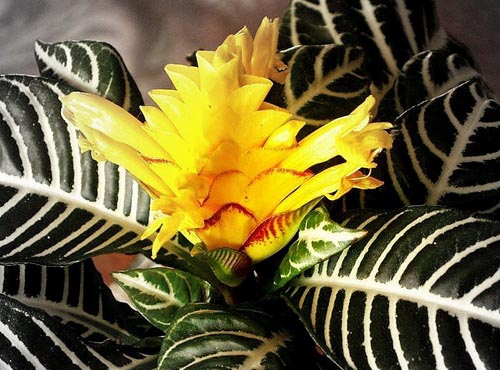 Aphelandria transzplantációja
