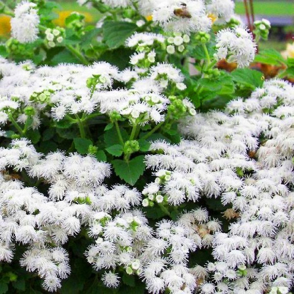 Ageratum: ültetés és gondozás. Népszerű fajták