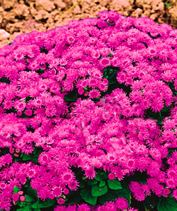Ageratum: ültetés és gondozás. Népszerű fajták