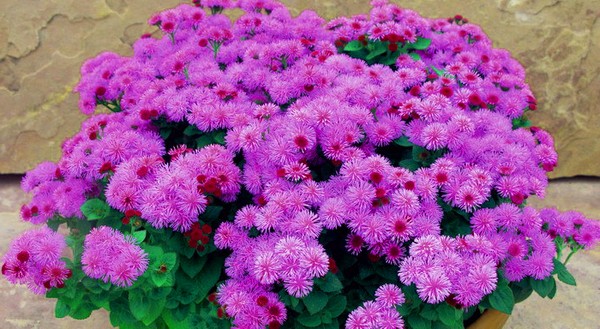 Ageratum: ültetés és gondozás. Népszerű fajták