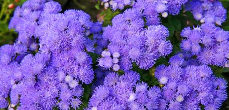Ageratum: ültetés és gondozás. Népszerű fajták