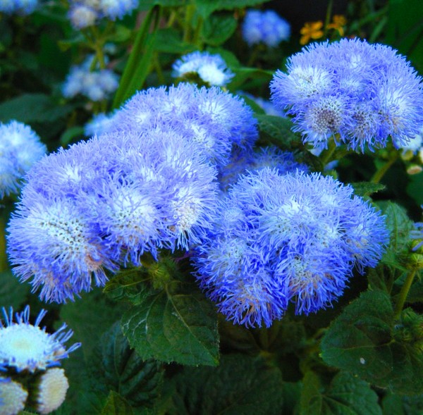 Ageratum: ültetés és gondozás. Népszerű fajták