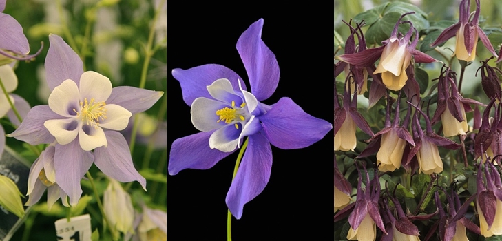 Aquilegia vagy Elf Shoes
