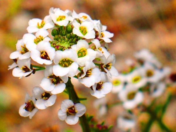 Alyssum: ültetés és gondozás, fotók a legjobb fajtákról