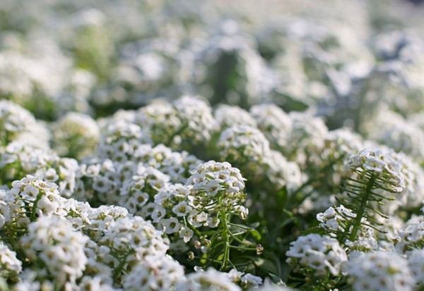 Alyssum: ültetés és gondozás, fotók a legjobb fajtákról