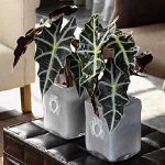 Alocasia és gondoskodik róla