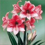 Amaryllis és hippeastrum: iker testvérek Amaryllis és hippeastrum: iker testvérek