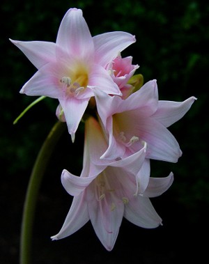 Amaryllis és hippeastrum: iker testvérek Amaryllis és hippeastrum: iker testvérek