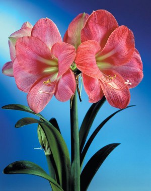 Amaryllis és hippeastrum: iker testvérek