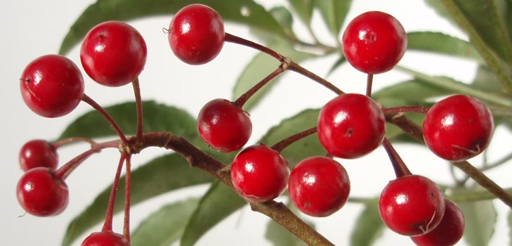 Ardisia: gondozás és fotó