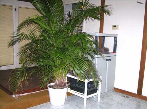 Areca. Otthoni ápolás