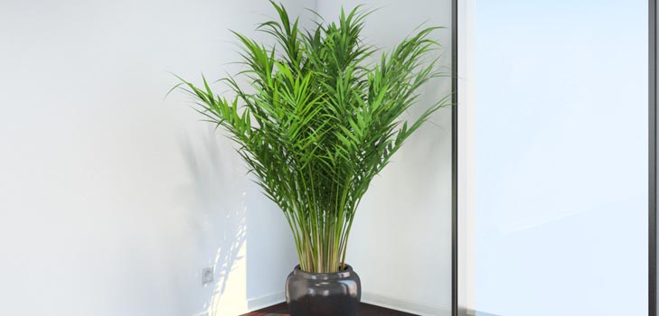 Areca, tenyér