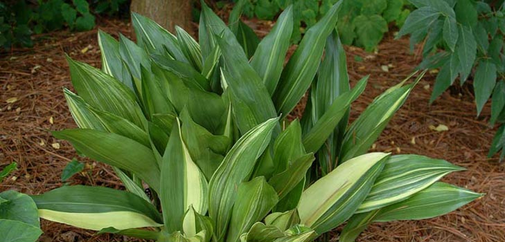 Aspidistra: otthoni gondozás, virágzás, fotó