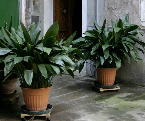 Aspidistra: fajok és fajták