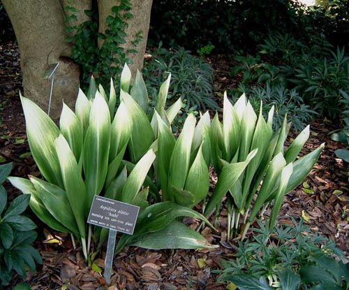 Aspidistra: otthoni ápolás