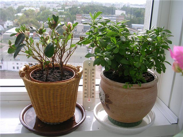 Azalea gondozása