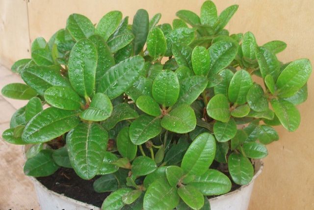 Azalea gondozása