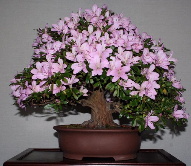 Azalea gondozása
