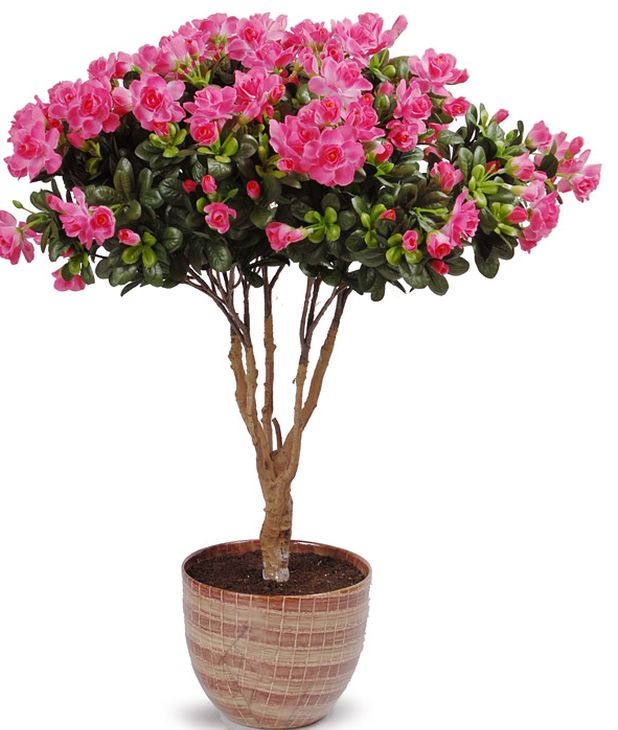 Azalea gondozása