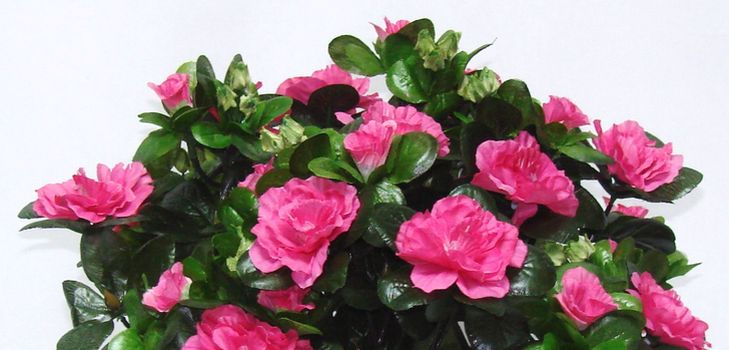 Azalea gondozása
