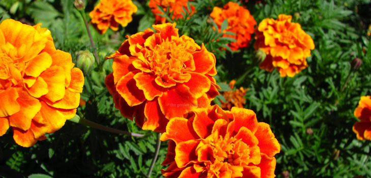 Marigolds a palántákon