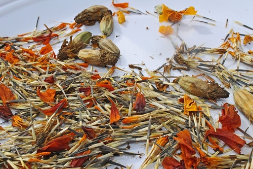 Marigolds a palántákon
